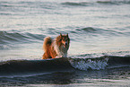 bathing American Collie