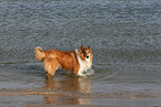 bathing American Collie