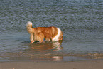 bathing American Collie