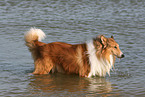 bathing American Collie
