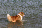bathing American Collie