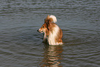 bathing American Collie