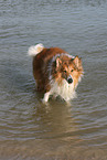 bathing American Collie