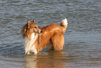 bathing American Collie