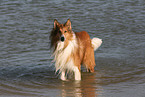 bathing American Collie