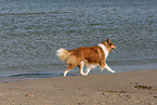 walking American Collie