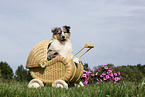American Collie Puppy