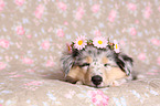 American Collie Puppy