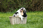 American Collie Puppy