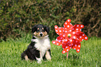 American Collie Puppy