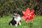 American Collie Puppy