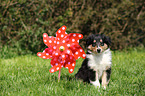 American Collie Puppy