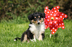 American Collie Puppy