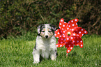 American Collie Puppy