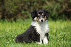 American Collie Puppy