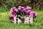 American Collie Puppy