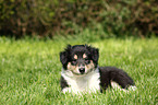 American Collie Puppy
