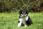 American Collie Puppy