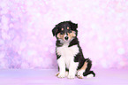 American Collie Puppy