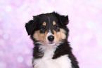 American Collie Puppy