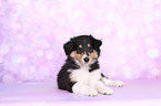 American Collie Puppy