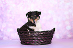 American Collie Puppy