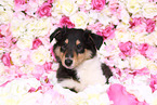 American Collie Puppy