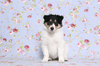 sitting American Collie Puppy