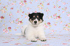 lying American Collie Puppy