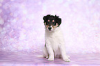 sitting American Collie Puppy