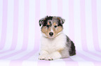American Collie Puppy