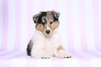 lying American Collie Puppy