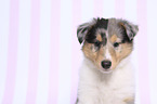American Collie Puppy portrait
