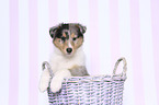 American Collie Puppy in a basket