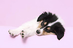 lying American Collie Puppy
