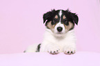 lying American Collie Puppy