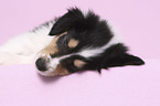 lying American Collie Puppy