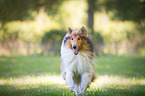 running American Collie