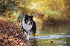 walking American Collie