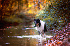walking American Collie
