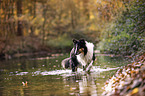walking American Collie