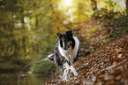 walking American Collie