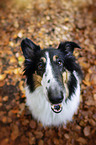 sitting American Collie