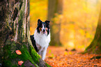 American Collie Portrait