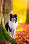 American Collie