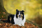lying American Collie