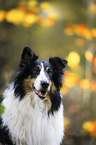 American Collie Portrait