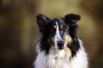 American Collie Portrait