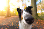 American Collie Portrait