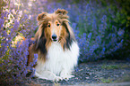 lying American Collie